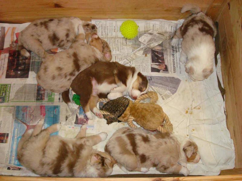 Particulier vend 6 chiots, LOF, berger austra, né(s) le 30/12/2008