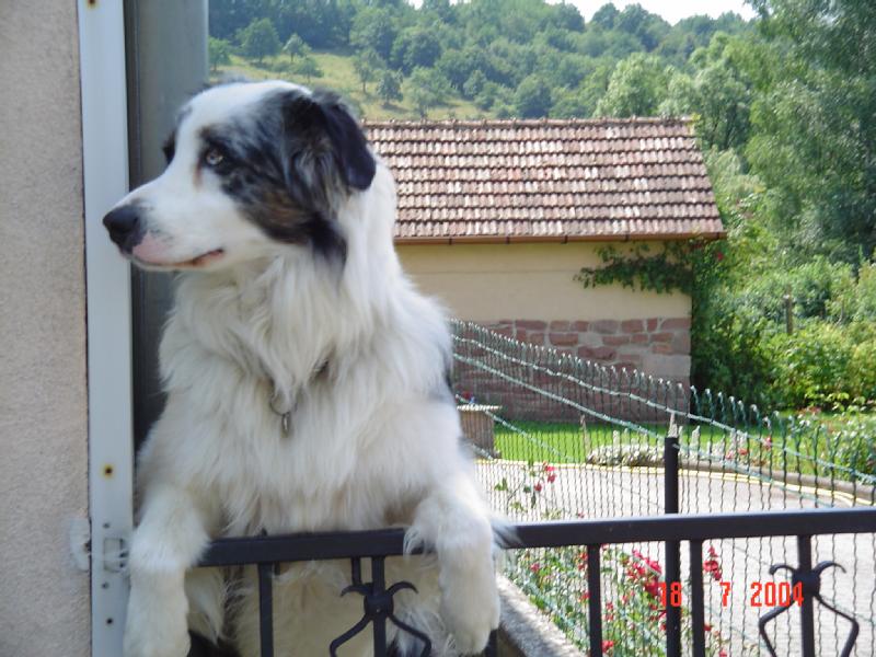 Particulier donne chien, LOF, berger austra, 8 ans, tatoué