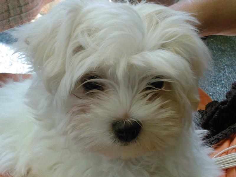 Particulier vend 2 chiots, LOF, bichon, né(s) le 09/10/2008