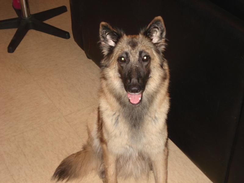 a rés 10 chiots, type berger belge, né(s) le 31/01/2009