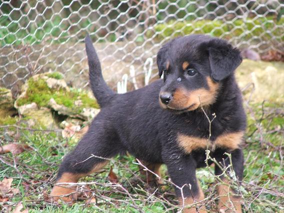 Particulier vend 8 chiots, LOF, beauceron, né(s) le 25/12/2008, pucé(s)