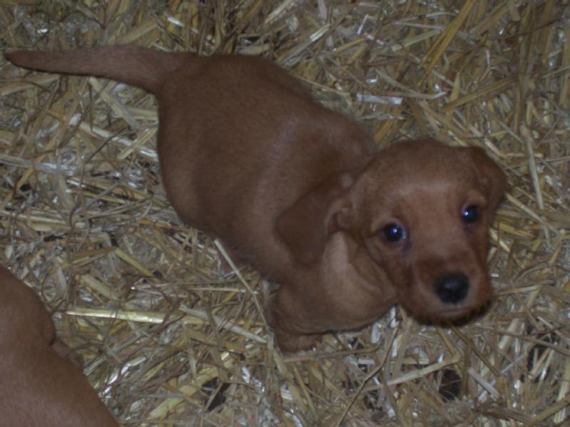 Particulier vend 4 chiots, lof, Basset Fauve de Bretagne