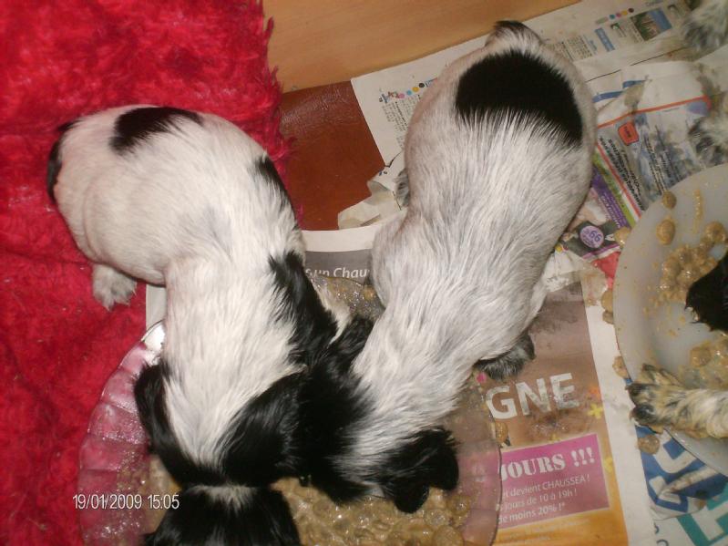 Particulier vend 5 chiots, LOF, cocker anglais