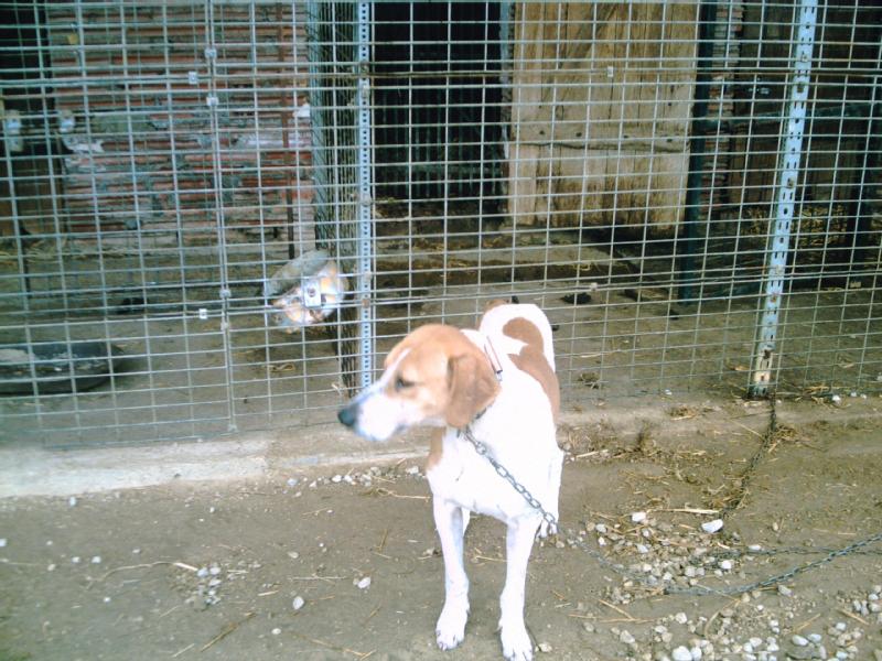 Particulier vend chien, type poitevin, 4 ans, pucé, 400 €