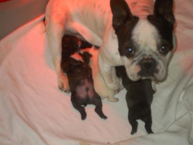 A rés type Bouledogue français 3m 1f nés 03/01/09 pucés