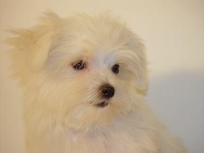 Particulier donne 2 chiots, LOF, bichon, né(s) le 20/10/2008