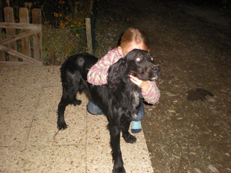 Particulier vend chien, type setter gordon, 1 an, tatoué