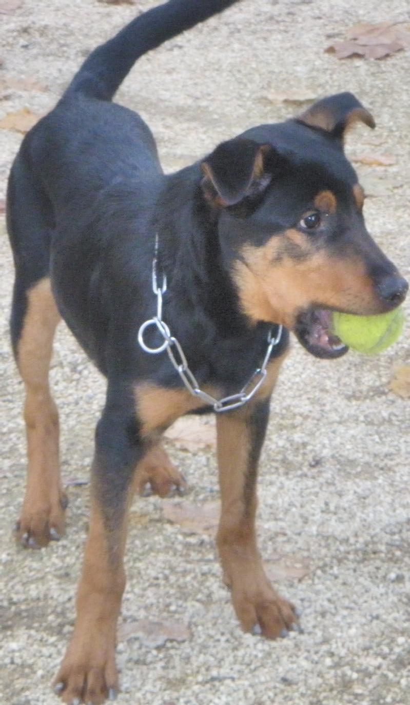 Particulier vend 1 chiot, type rottweiler, né(s) le 13/07/2008