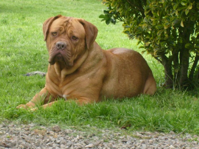 femelle type dogue de bordeaux, gros gabarit