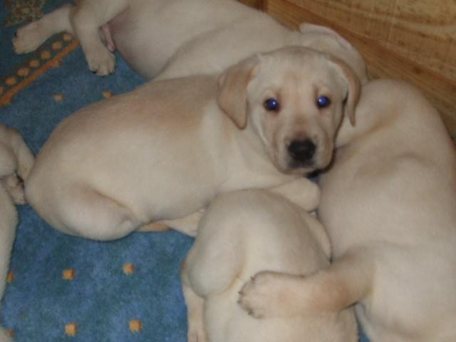 Particulier vend 9 chiots, type labrador retr, né(s) le 14/12/2008