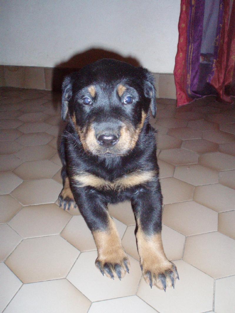 Particulier vend 2 chiots, type beauceron
