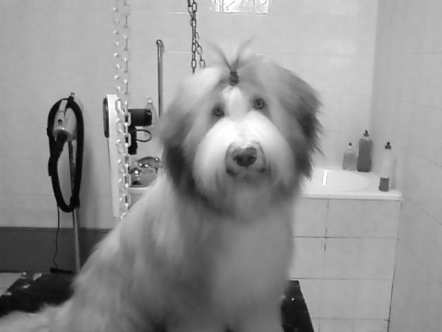 Particulier vend chien, LOF, bearded colli, 1 an, pucé