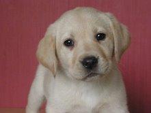 Particulier vend 7 chiots, type labrador retr, né(s) le 19/12/2008