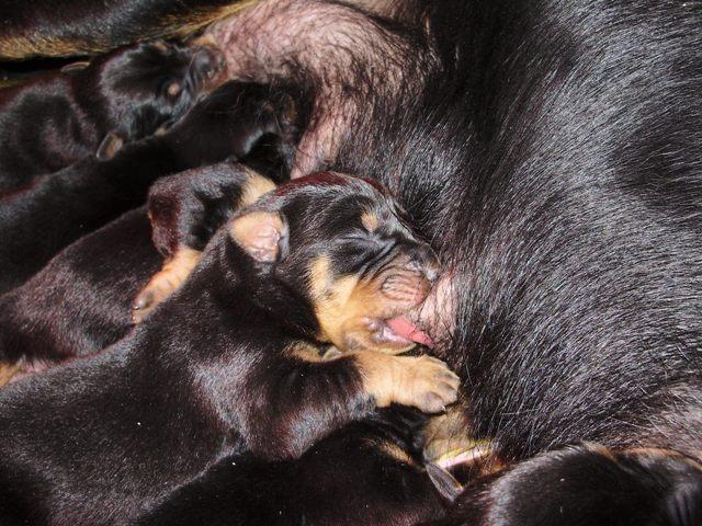 Particulier a rés 9 chiots, type beauceron