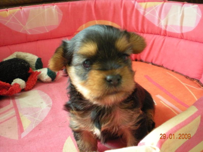 Particulier vend 1 chiot, type yorkshire, né(s) le 30/12/2008