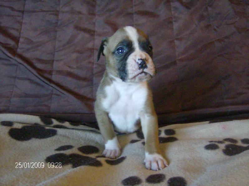 Particulier vend 1 chiot, type boxer, né(s) le 30/12/2008