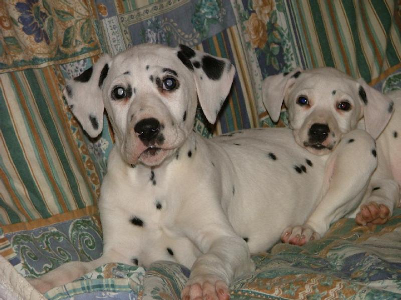 Particulier vend 2 chiots, LOF, dalmatien, né(s) le 26/11/2008