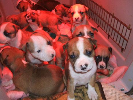 Particulier vend 11 chiots, LOF, amstaff, né(s) le 05/01/2009