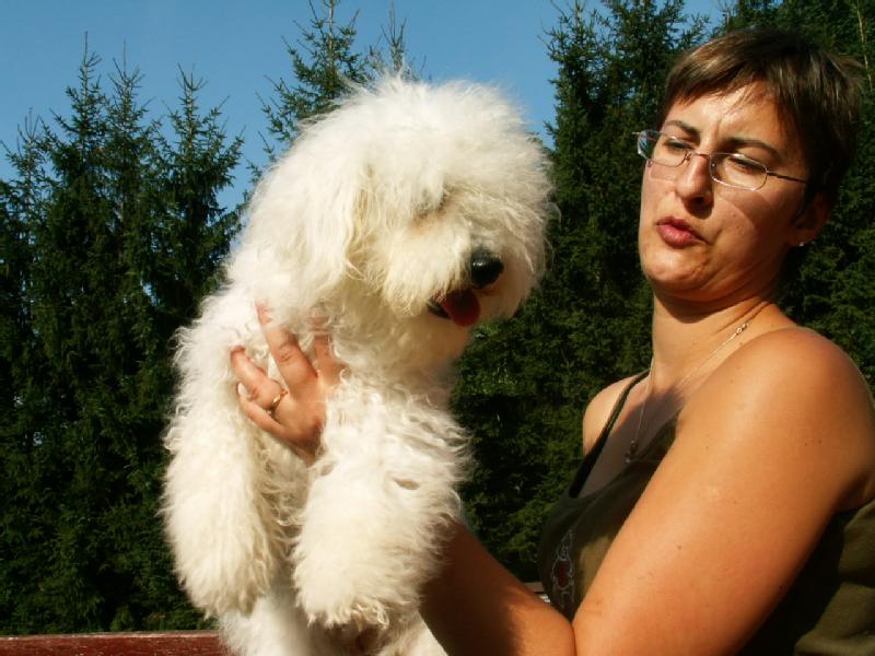 Particulier vend 6 chiots, LOF, bichon, né(s) le 08/11/2008