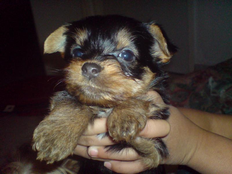 Particulier vend 4 chiots, type yorkshire, né(s) le 22/12/2008