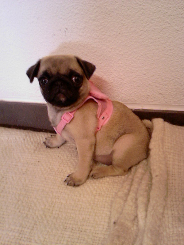 Particulier vend 2 chiots, type carlin, né(s) le 20/10/2008