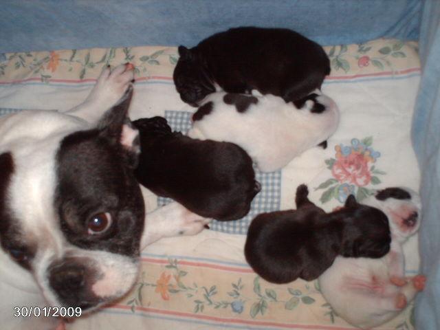 Particulier vend 5 chiots, type bouledogue, né(s) le 22/01/2009, tatoué(s)
