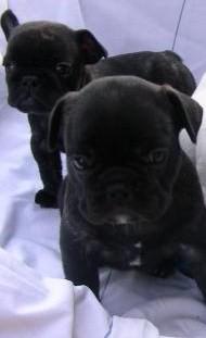 Particulier vend 3 chiots, type bouledogue, né(s) le 10/01/2009, tatoué(s)
