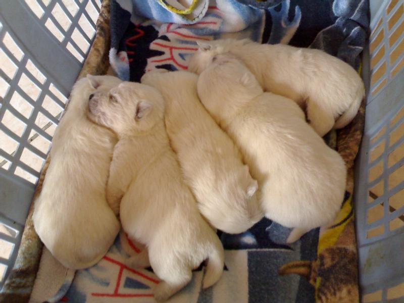 Particulier vend 4 chiots, LOF, westie, né(s) le 31/01/2009