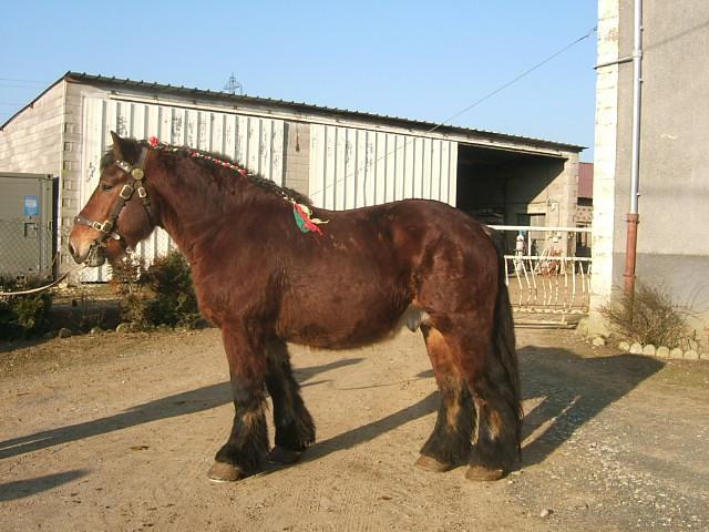 Particulier vend cheval, entier, pucé