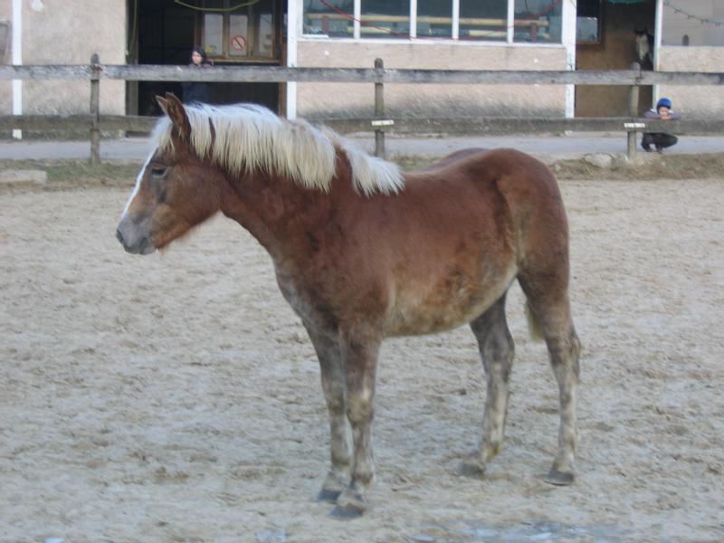 Particulier vend poney, pouliche, pucé, pouliche haflinger