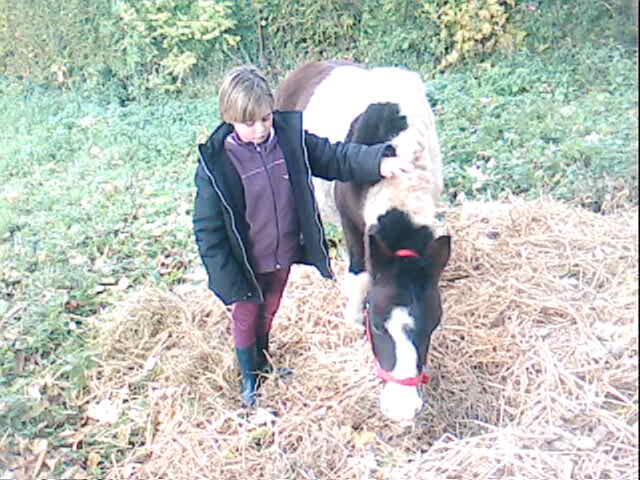Particulier vend poney, entier, pucé, il est fraichement débourré