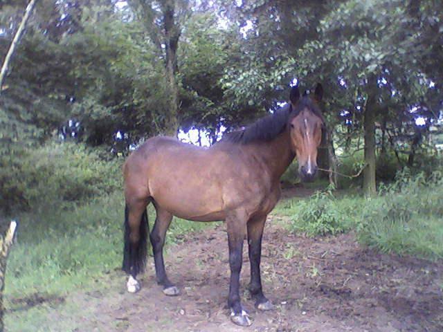 Particulier vend cheval, hongre, tf, 8 ans, plein papier