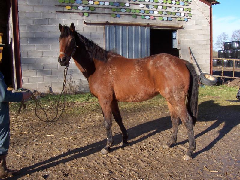 Particulier vend cheval, hongre, aqps, 13 ans, plein papier