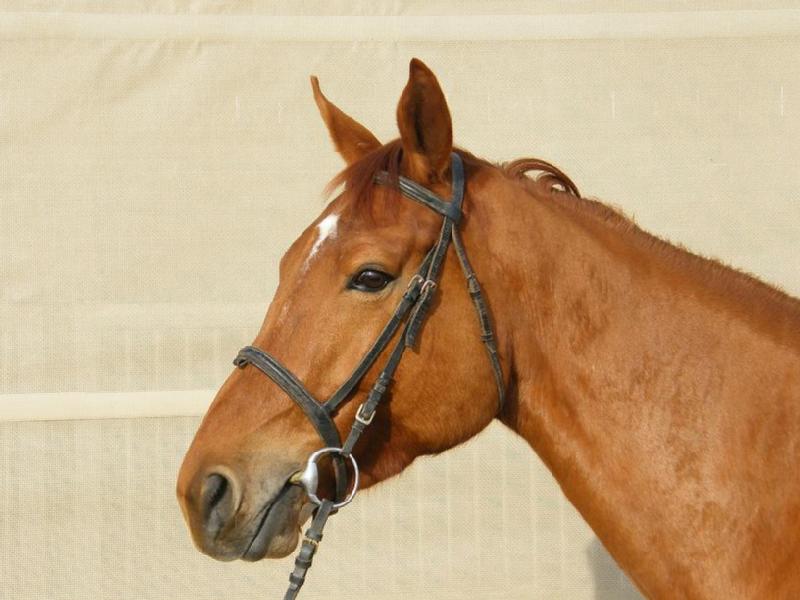 Particulier vend cheval, jument, pucé, vend jumentde 5ans