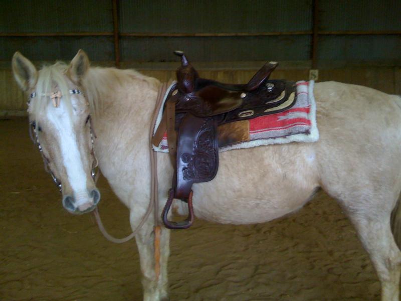 Particulier vend cheval, jument, 10 ans, 1.55m au garrot