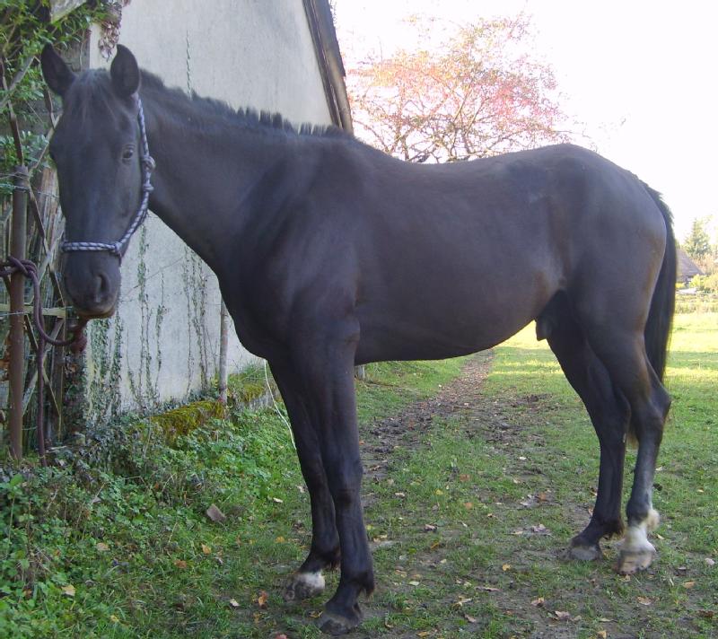 Particulier vend cheval, hongre, sf x espagnol, 4 ans,