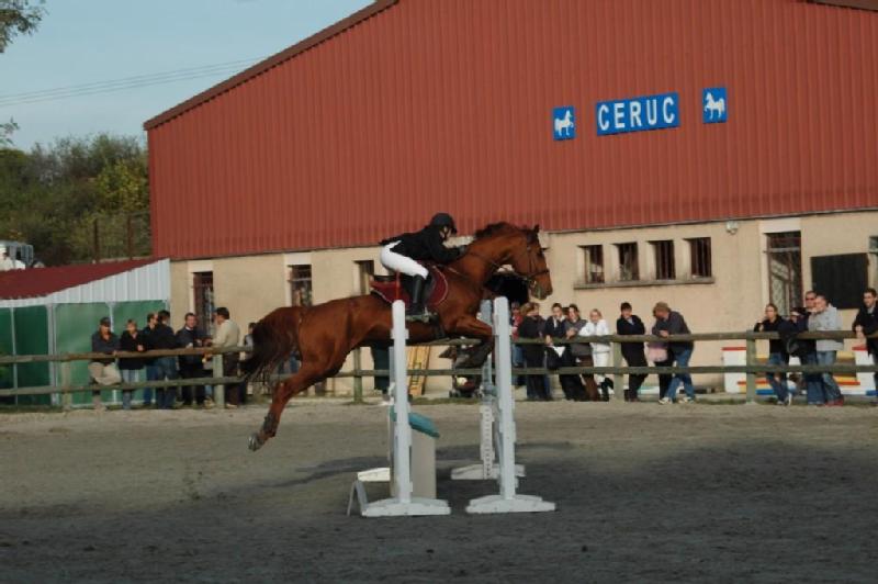 Particulier vend cheval, hongre, pucé, cheval de sport