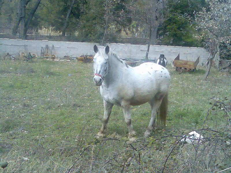 Particulier vend cheval, hongre, pucé,