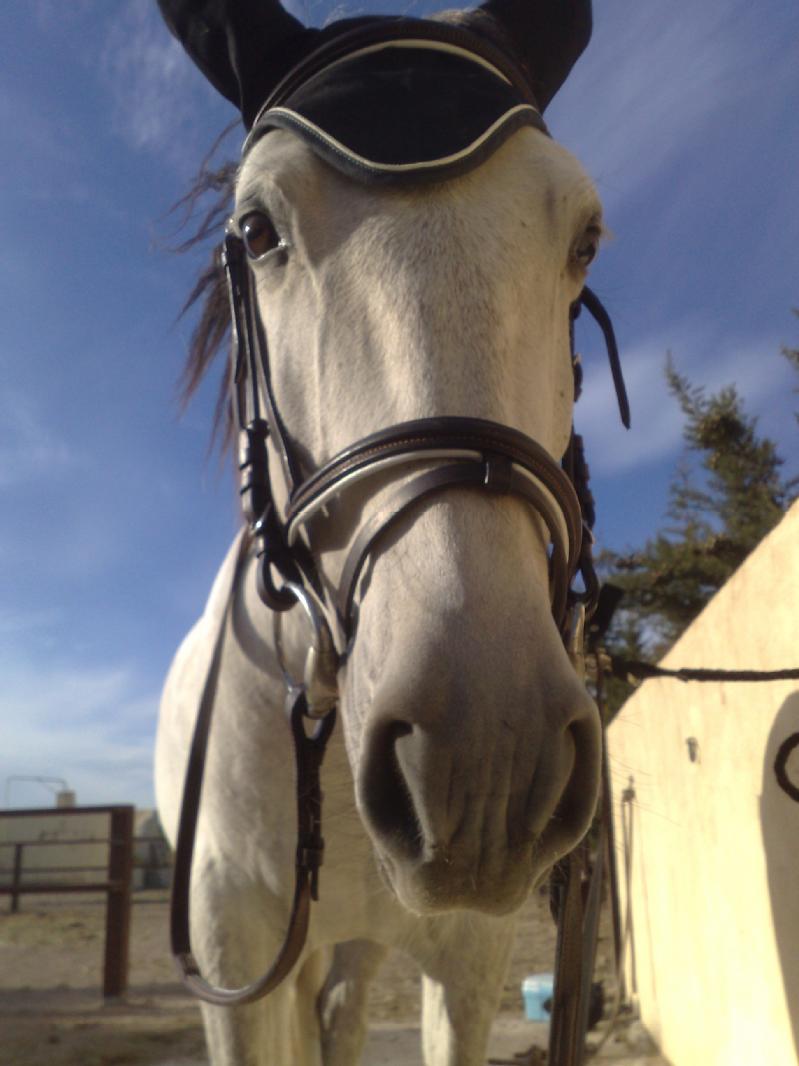 Particulier vend cheval, hongre - 3.000€-