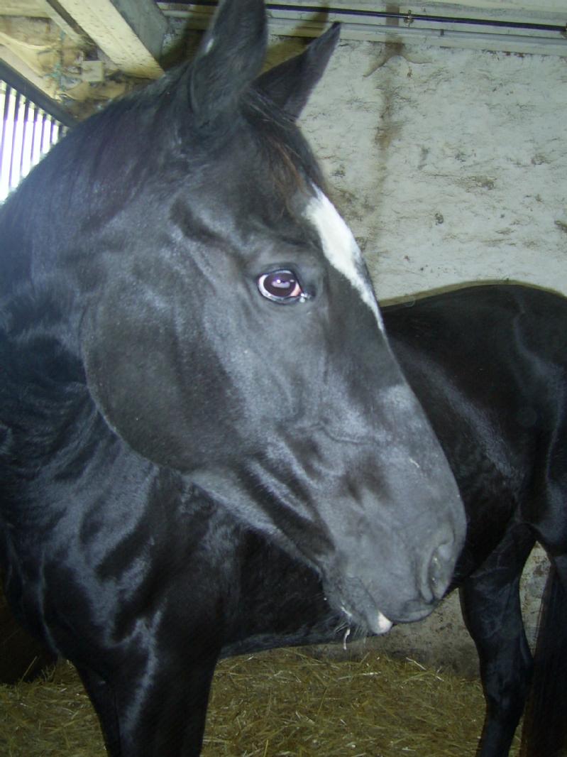 Particulier vend cheval, jument, pucé, jument pur sang