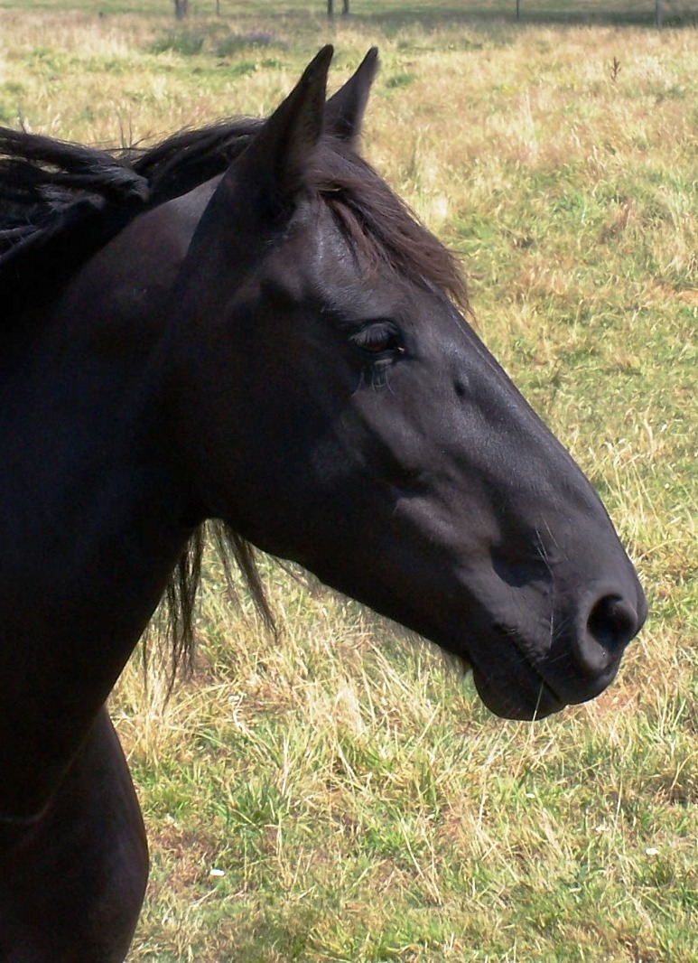 Particulier vend cheval, jument, pucé,jument mérens
