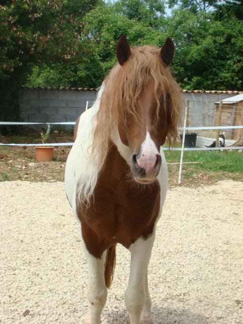 Particulier vend cheval, jument, trait breton, 13 ans