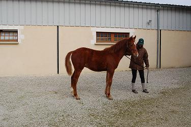 Particulier vend cheval, poulain, pucé, poulain male alezan