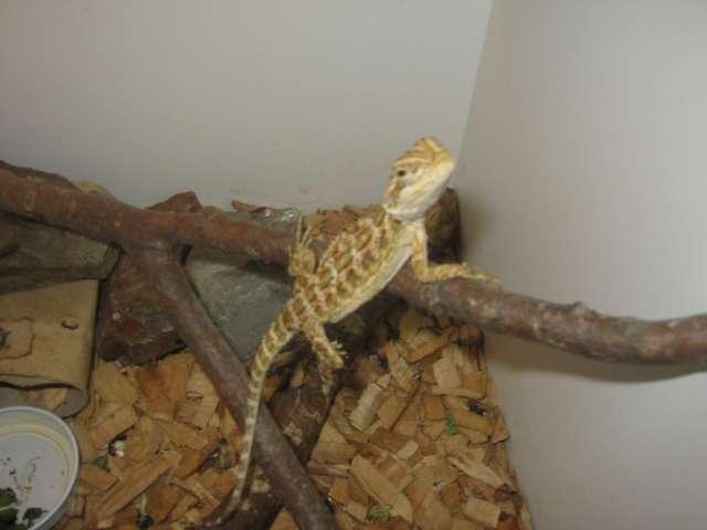 Particulier vend nac, Pogonas Vitticep, mâle,âgée de 3 moi