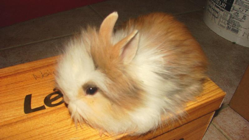 Particulier vend nac, bébés lapin nain angora