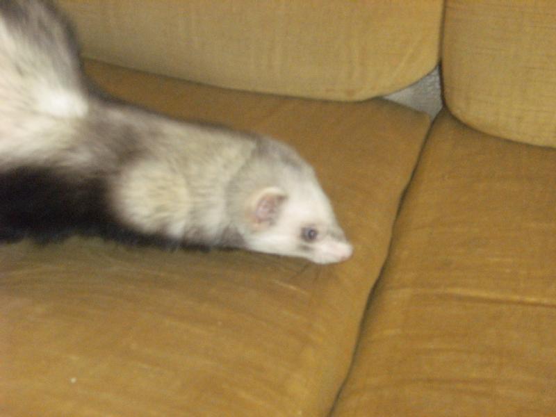 Particulier vend nac, furet, cherche jeune mâle pour première saillie