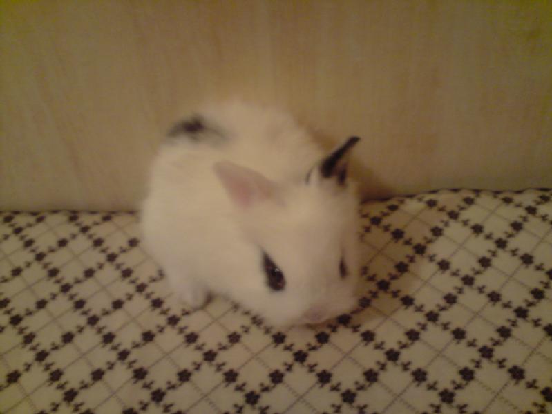 Particulier vend nac, lapin nain, a vendre deux petits lapins nain