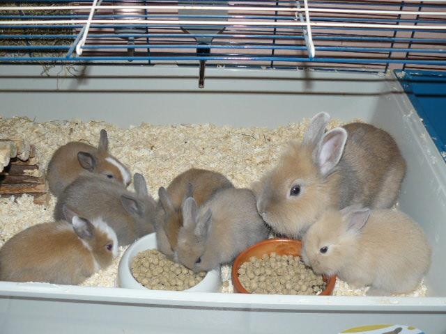 Particulier vend nac, 5 bébés lapins nains, 4 femelles et 1 mâle