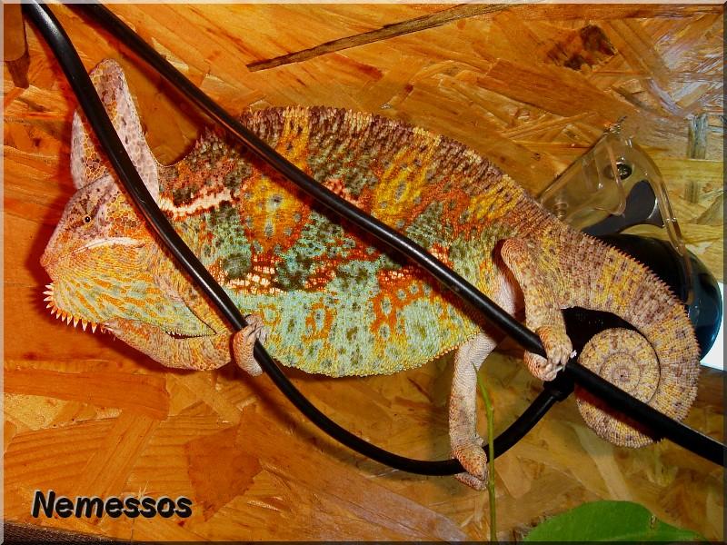 Particulier vend nac, caméléon casqué du yemen, magnifique mâle