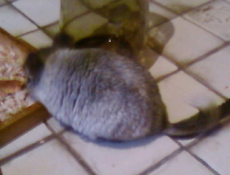 Particulier vend nac, chinchilla mâle, jeune chinchilla mâle